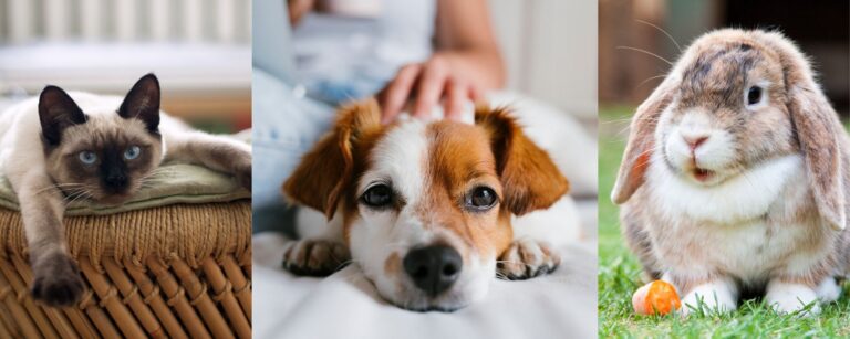 Tips for photographing your pets