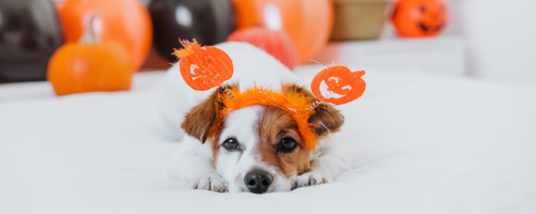 Spook-tacular Snaps: Tips for improving your Halloween Photos